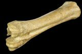 Pleistocene Aged, Fossil Horse Metatarsal - Kansas #150447-3
